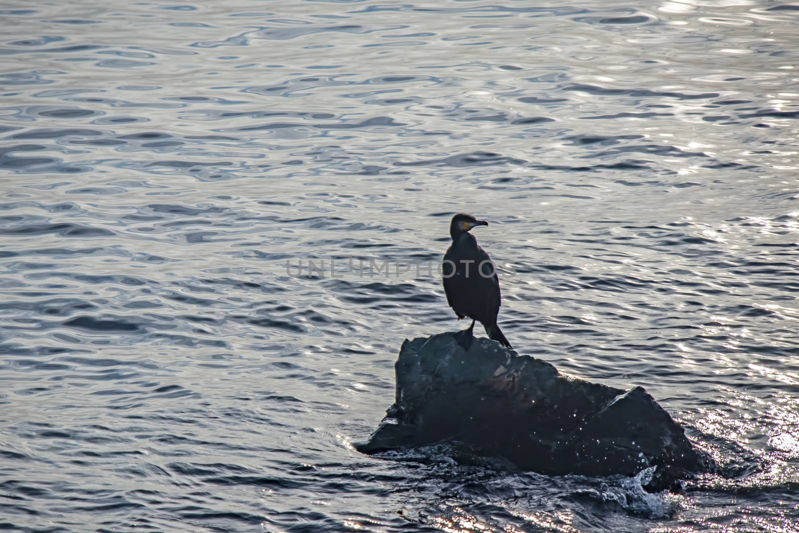 cormorant on cliffs in the sea