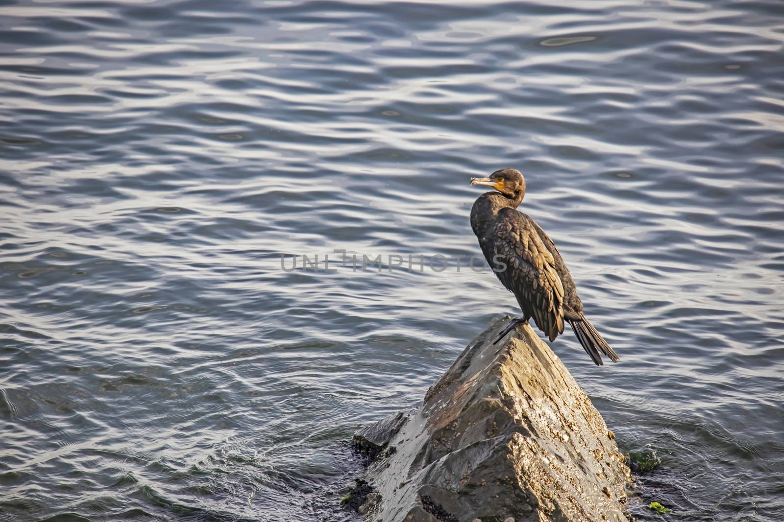 cormorant on cliffs in the sea