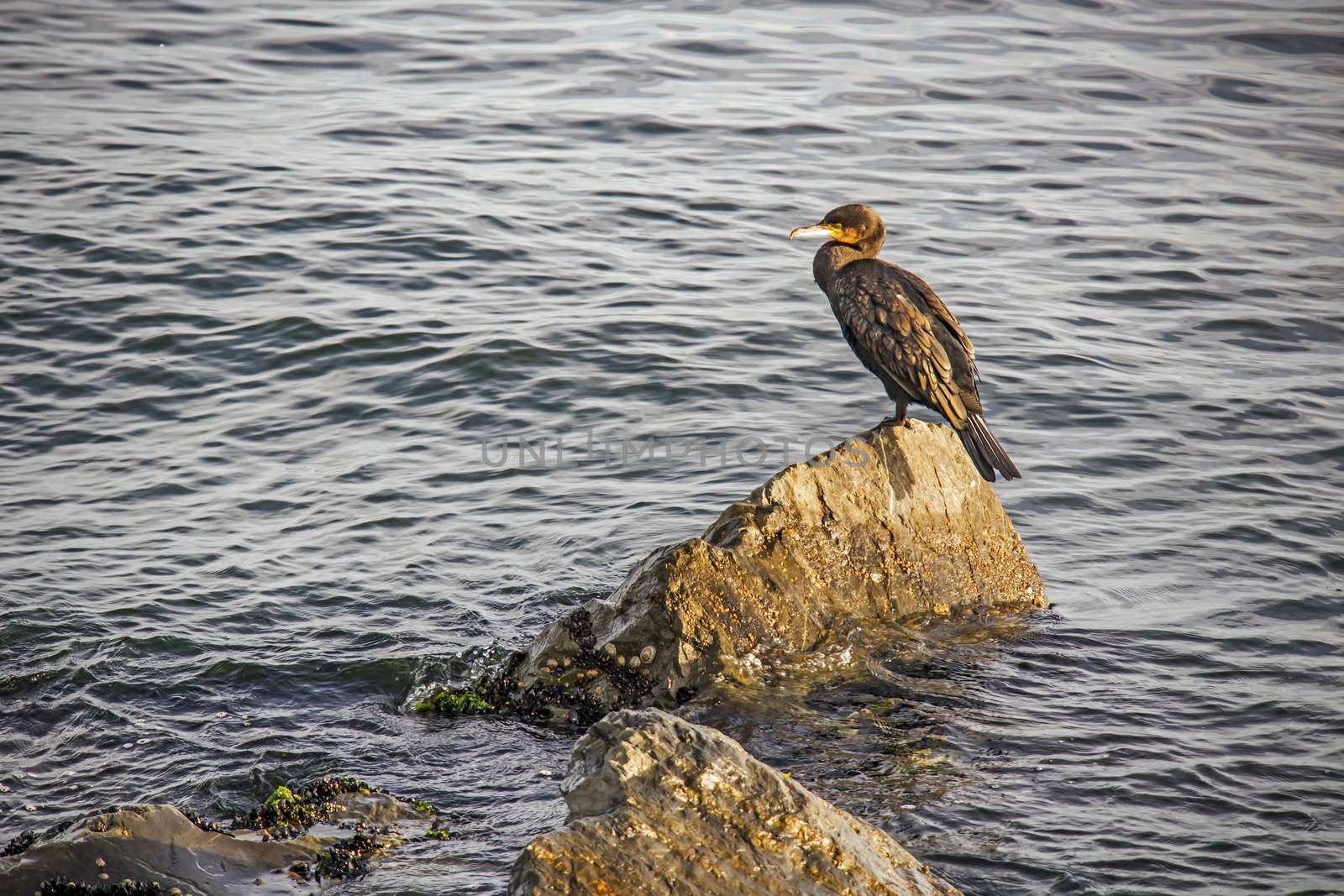 cormorant on cliffs in the sea by yilmazsavaskandag