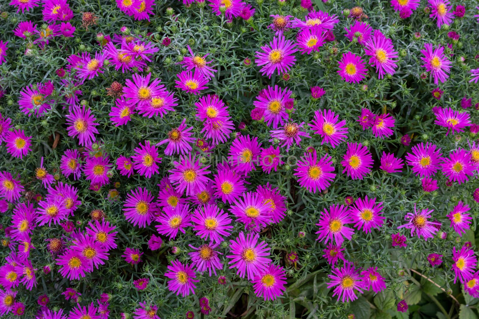 Lilac Aster flowers in a flower bed. Daisy by lapushka62