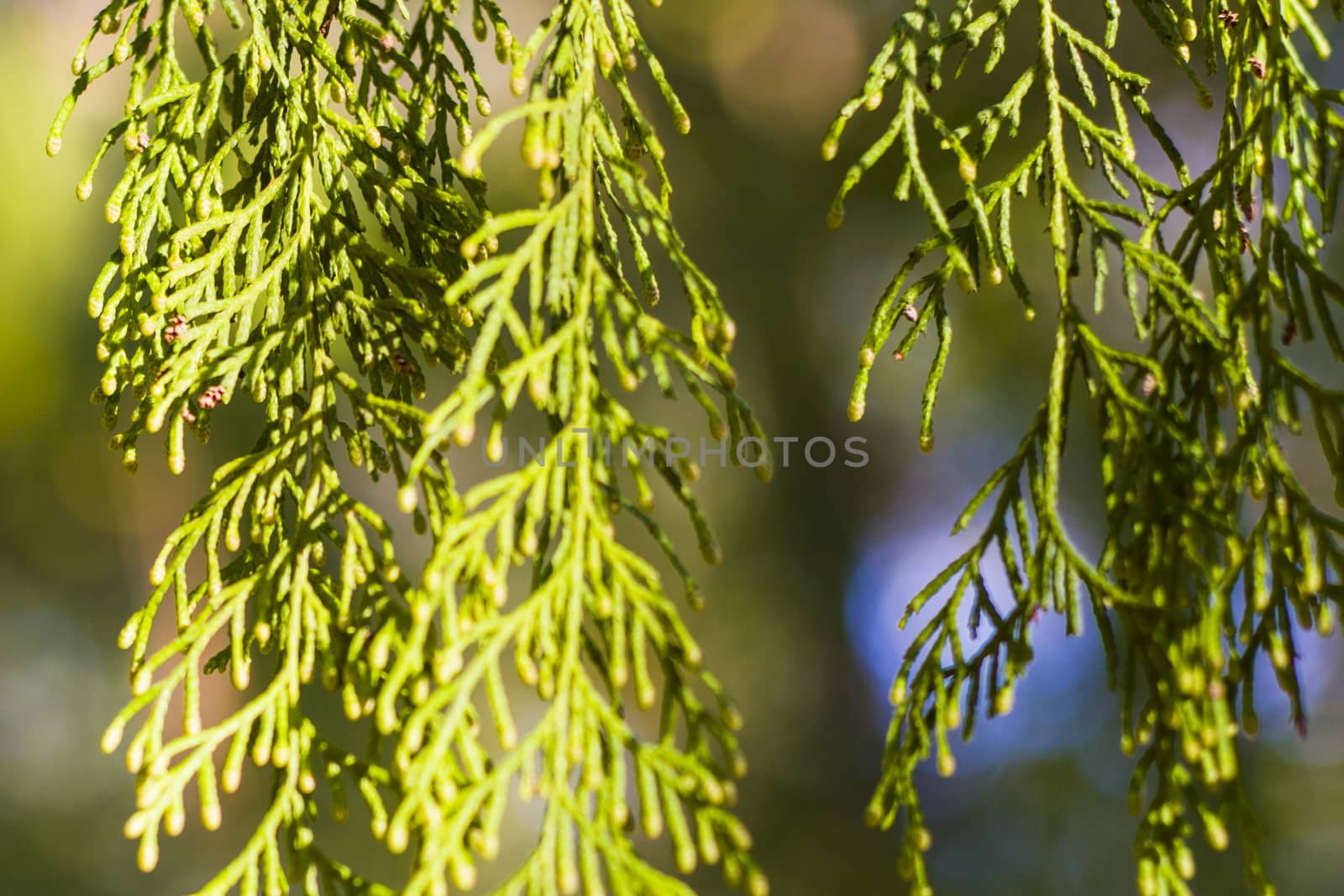 Pine tree leaves close-up and macro, green nature background by Taidundua