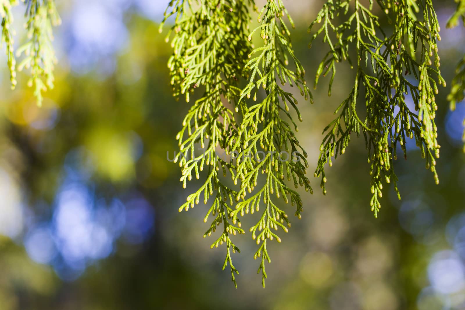 Pine tree leaves close-up and macro, green nature background, sunlight