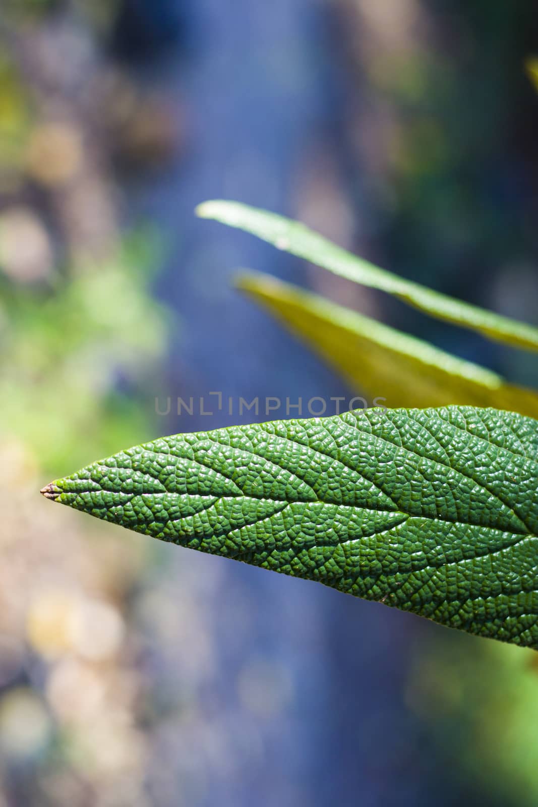 Green color leave macro and close-up during sunlight, nature background by Taidundua