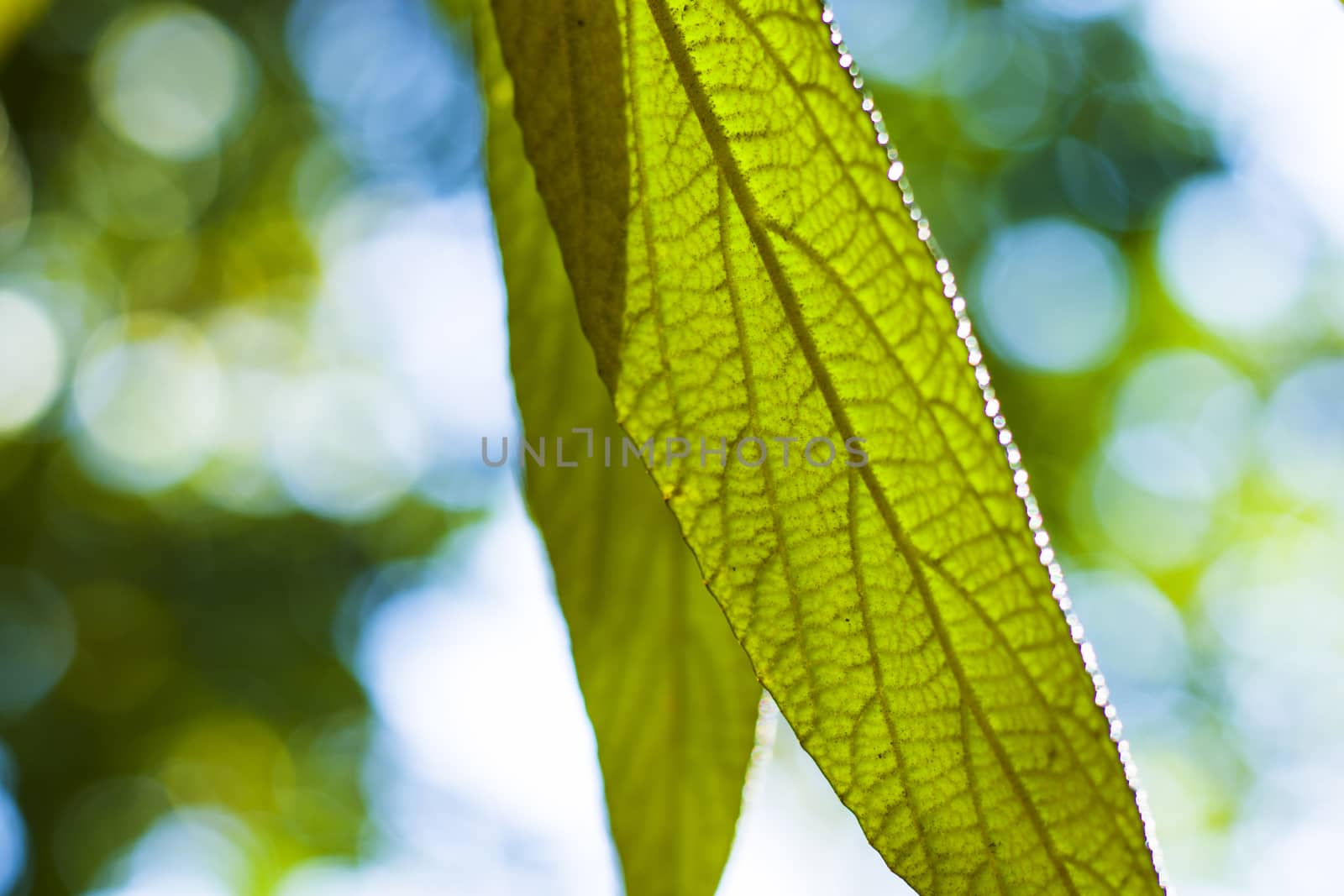 Green color leave macro and close-up during sunlight, nature background by Taidundua