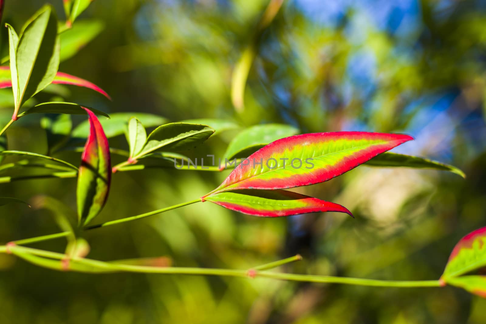 Nandina domestica leaves on the bokeh background, nature background by Taidundua