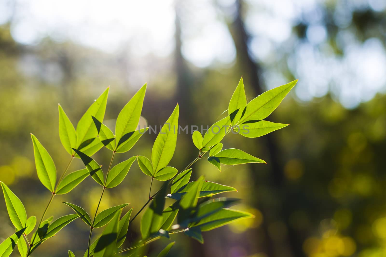 Green color leave macro and close-up during sunlight, nature background by Taidundua