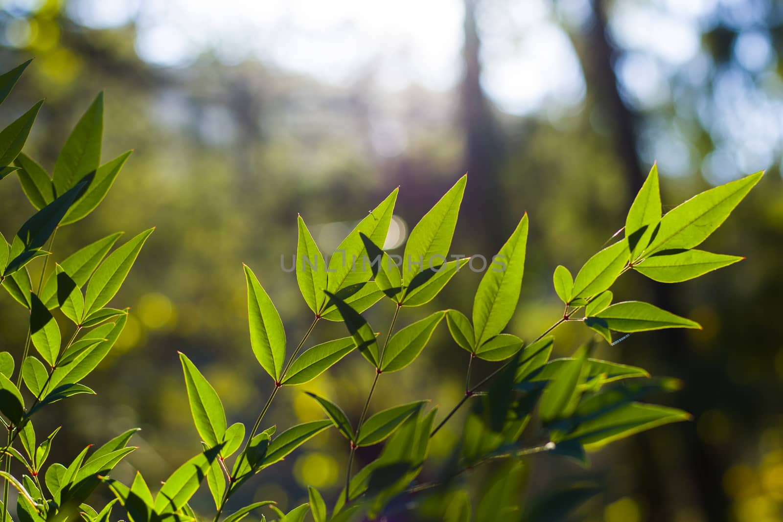 Green color leave macro and close-up during sunlight, nature background, beauty in nature