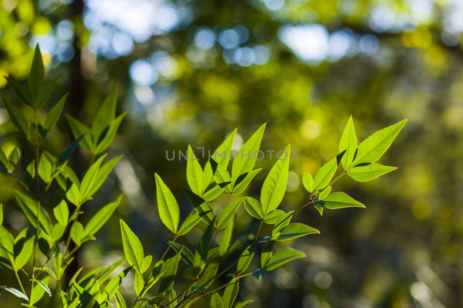 Green color leave macro and close-up during sunlight, nature background by Taidundua