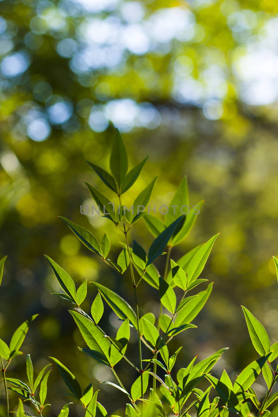 Green color leave macro and close-up during sunlight, nature background by Taidundua