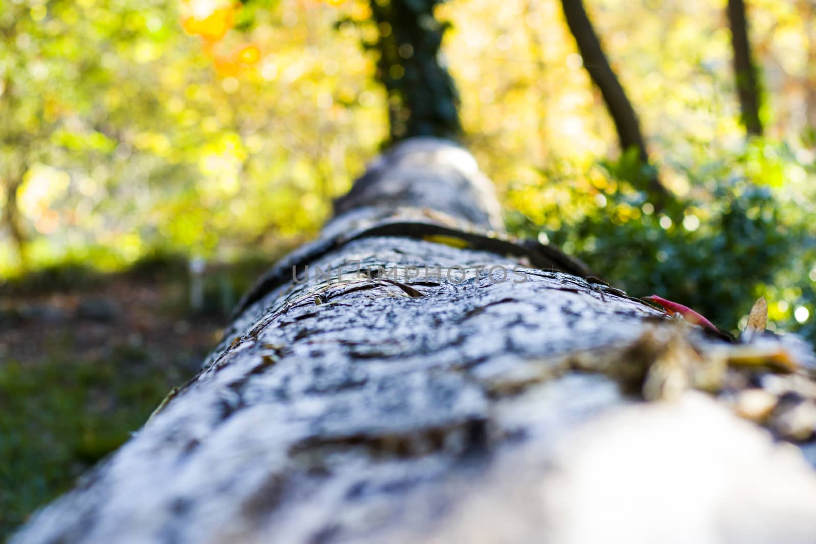 Tree bark and body background, close-up and macro of wooden material, beautiful tree background