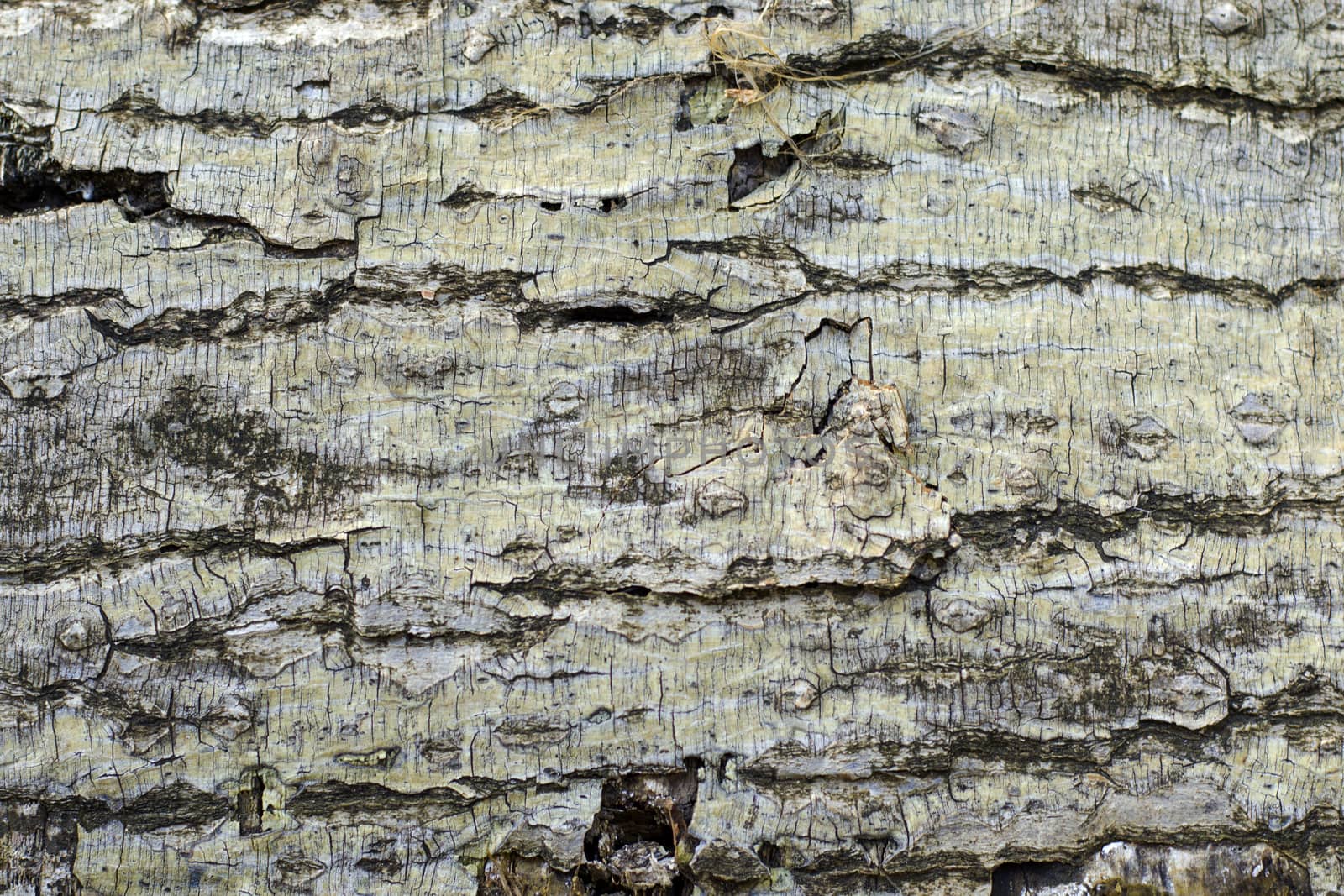 Tree bark and body background, close-up and macro of wooden material, beautiful tree background