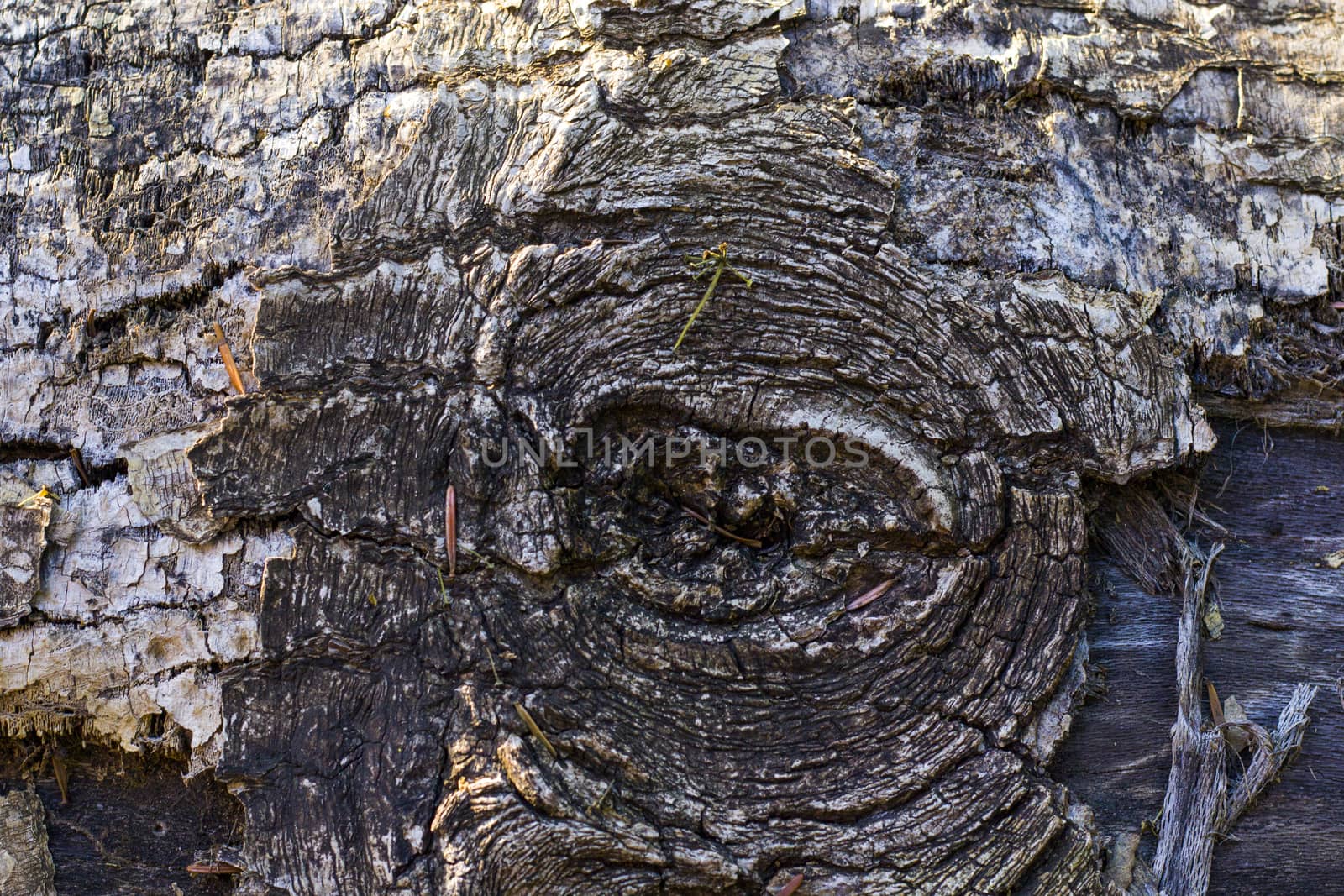 Tree bark and body background, close-up and macro of wooden material, beautiful tree background