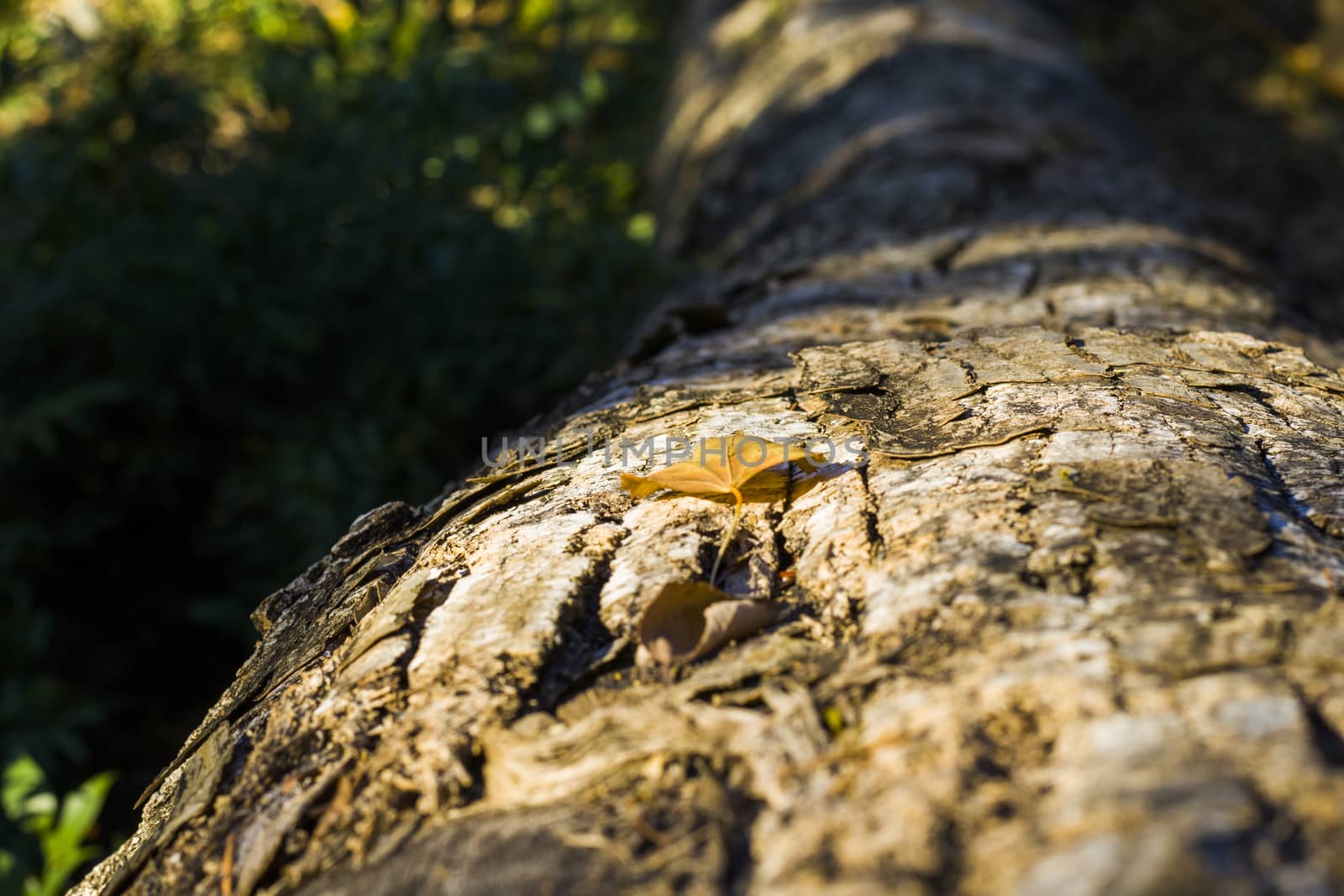 Tree bark and body background, close-up and macro of wooden material, beautiful tree background