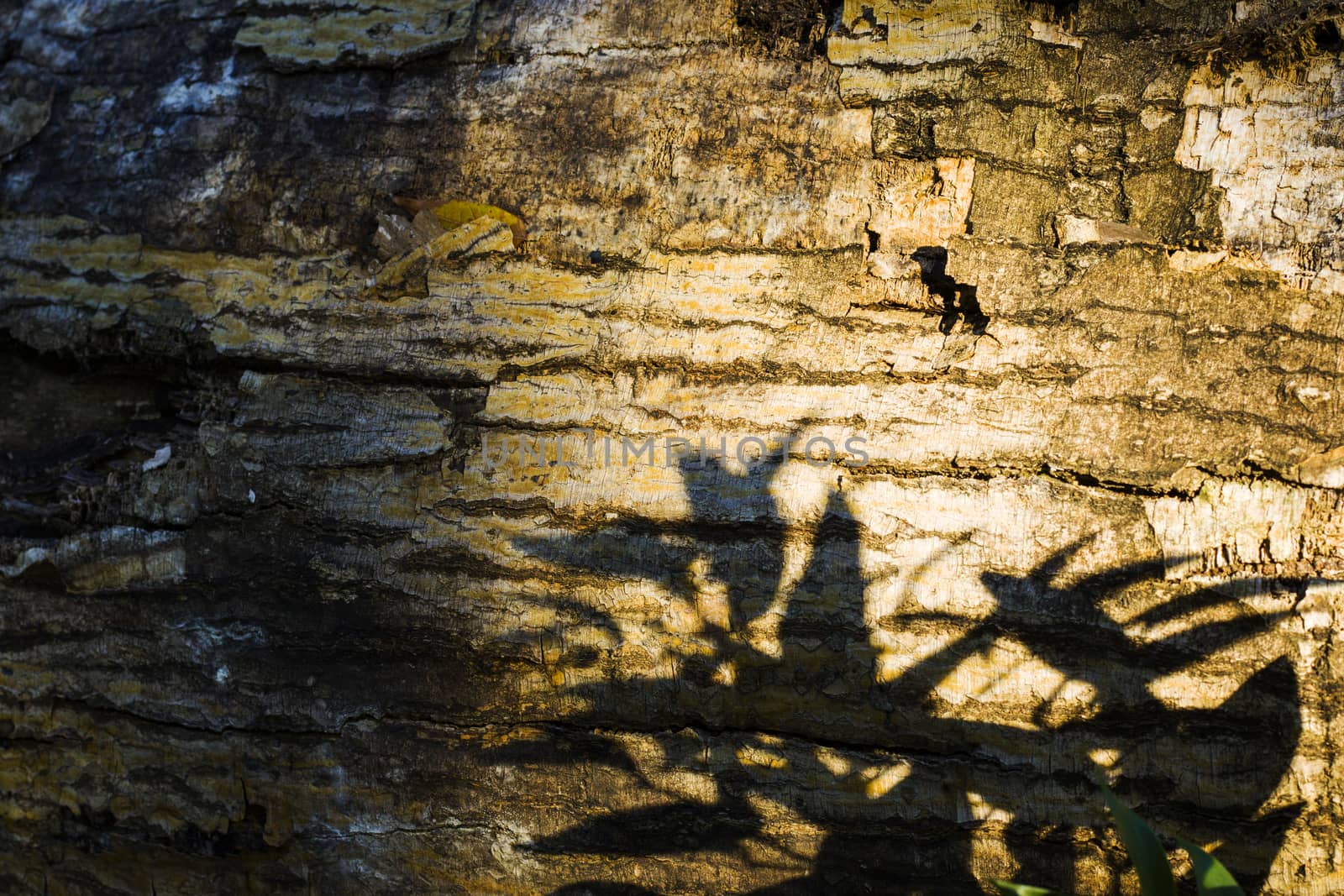 Tree bark and body background, close-up and macro of wooden material, beautiful tree background