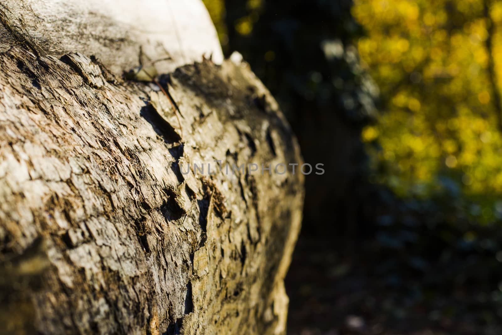 Tree bark and body background, close-up and macro of wooden material, beautiful tree background