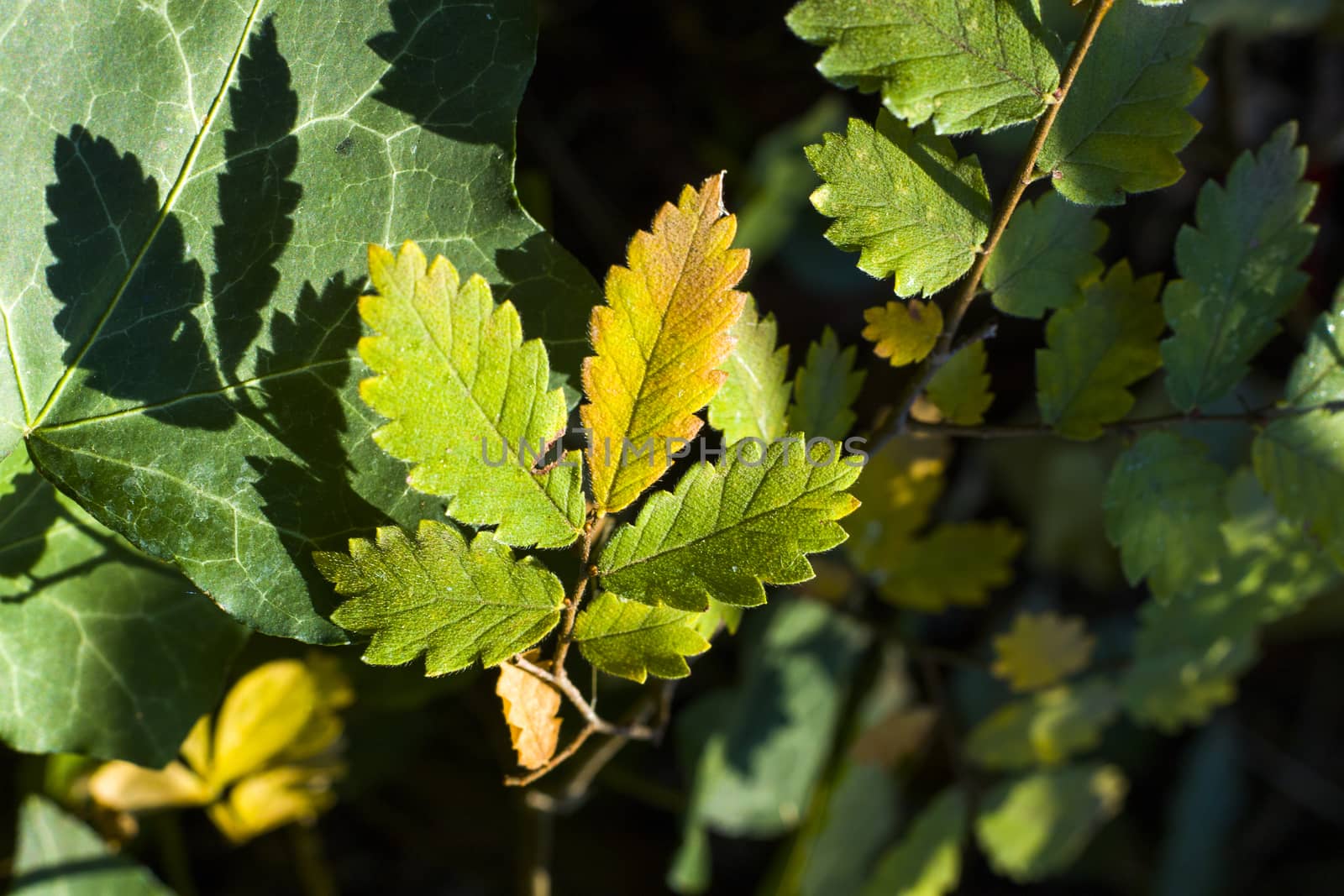 Green color leave macro and close-up during sunlight, nature background by Taidundua