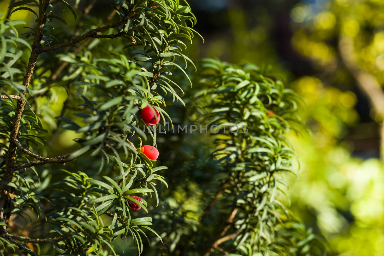 Yaw tree leaves close-up and macro, sunlight and green color background, Tacus Cuspidata