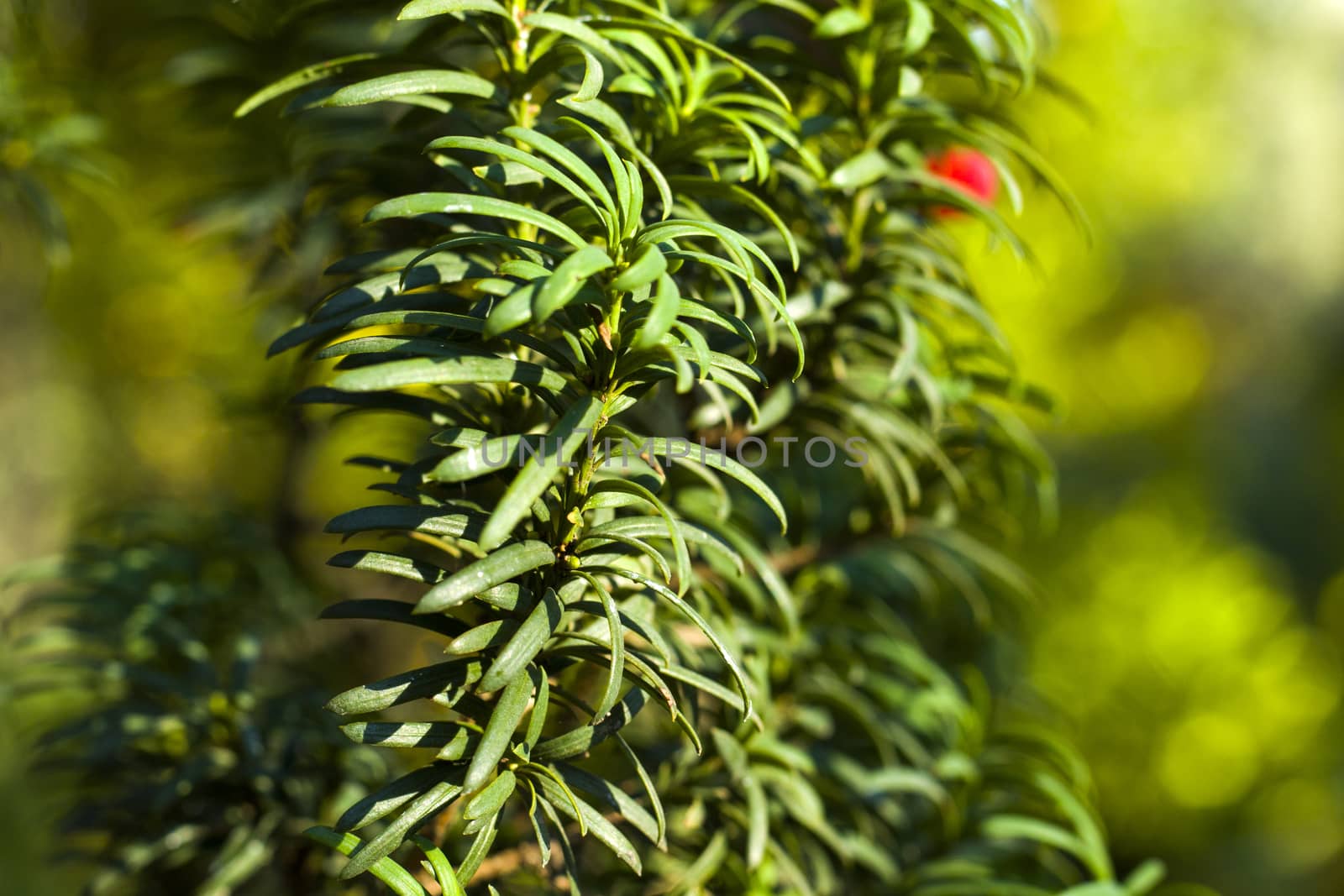 Yaw tree leaves close-up and macro, sunlight and green color background, Tacus Cuspidata