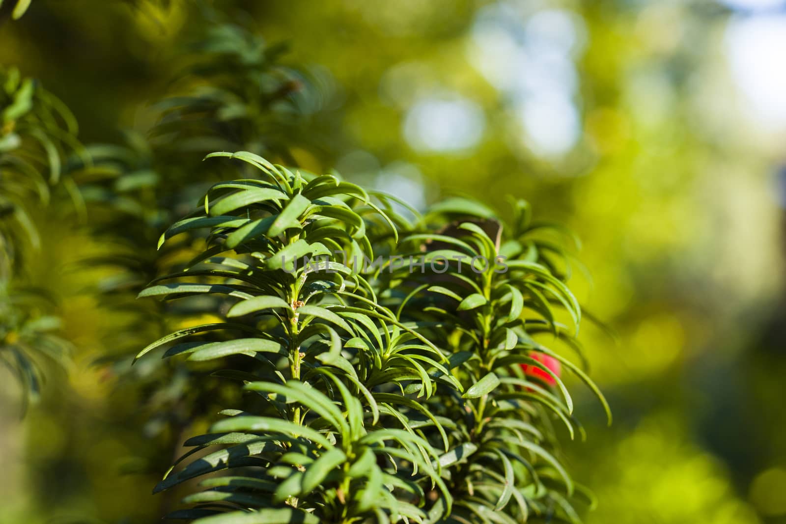 Yaw tree leaves close-up and macro, green color background, Tacus Cuspidata by Taidundua