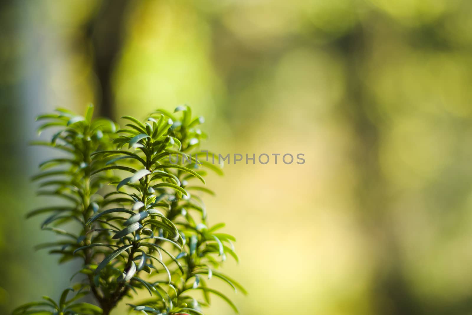 Yaw tree leaves close-up and macro, sunlight and green color background, Tacus Cuspidata