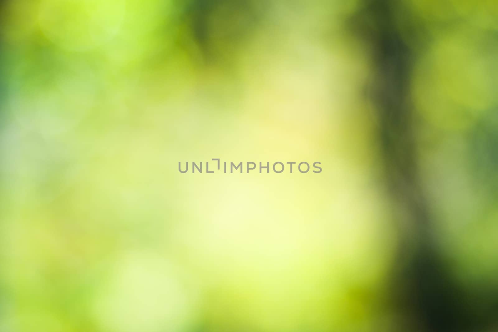 Bokeh of the nature, blur focus background, nature background, green colors. Sunlight on the grass and growing plants. Beautiful nature.