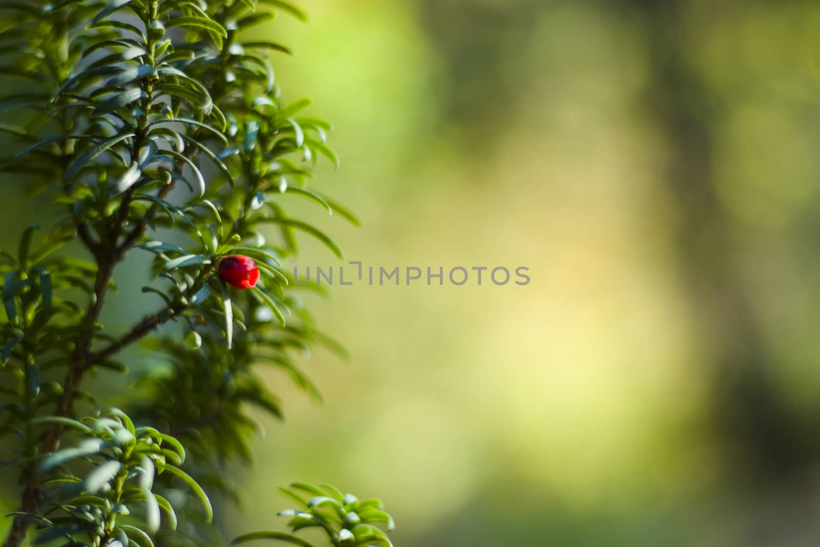 Yaw tree leaves close-up and macro, sunlight and green color background, Tacus Cuspidata