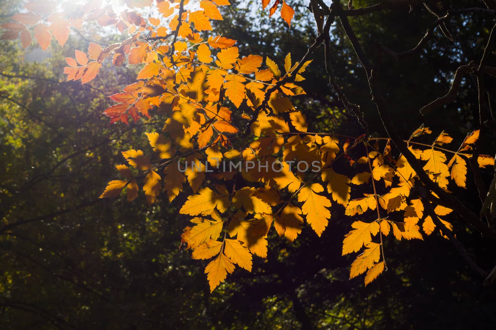 Autumn and fall yellow leave close-up, nature background, yellow color of ash-tree leave