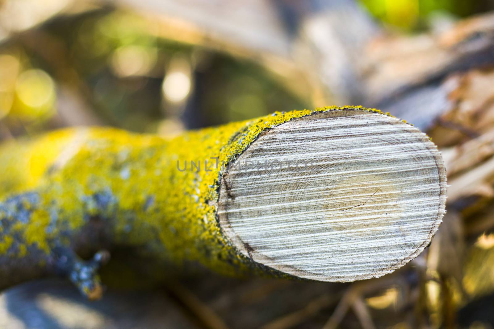 Wooden background, Cut tree pattern. Texture of cut and dry tree. Tree age rings. Cracks on the wooden background.