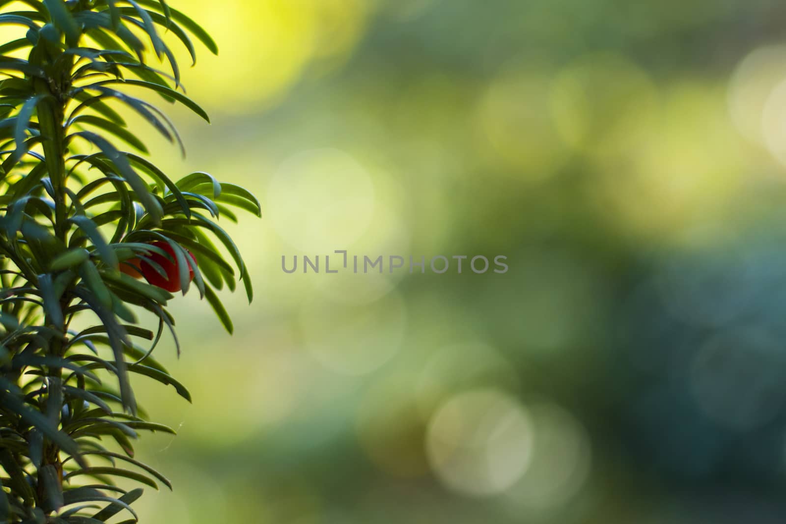 Yaw tree leaves close-up and macro, sunlight and green color background, Tacus Cuspidata