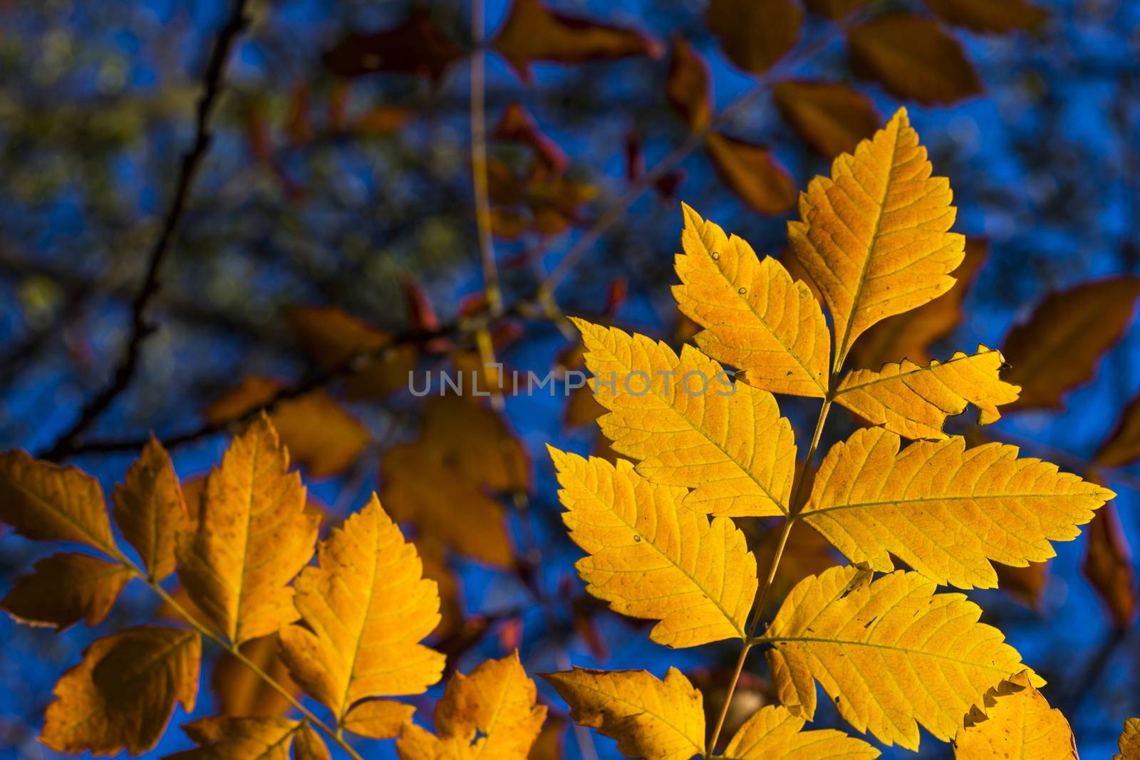 Autumn and fall yellow leave close-up, nature background, yellow color of ash-tree leave