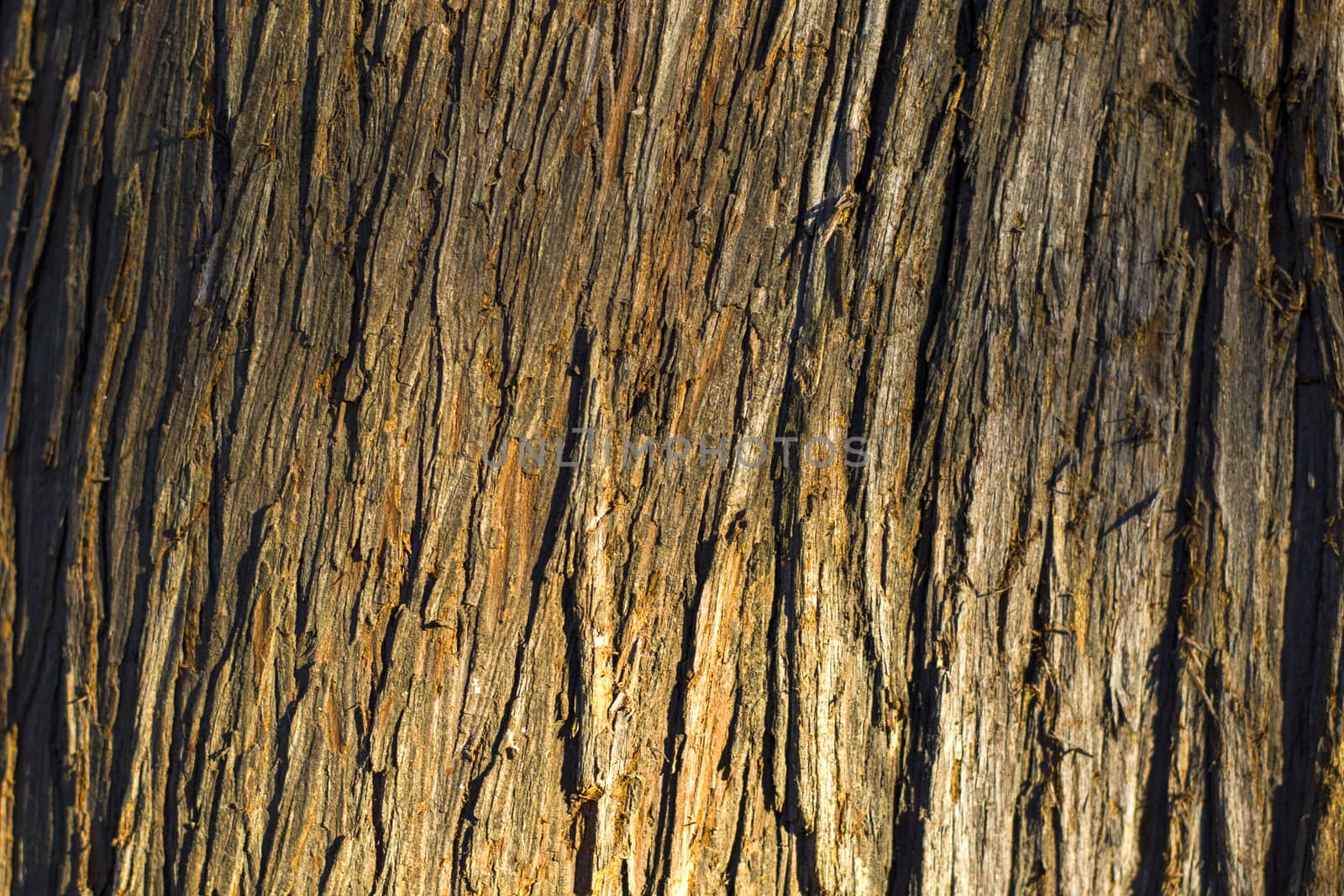 Tree bark and body background, close-up and macro of wooden material, beautiful tree background