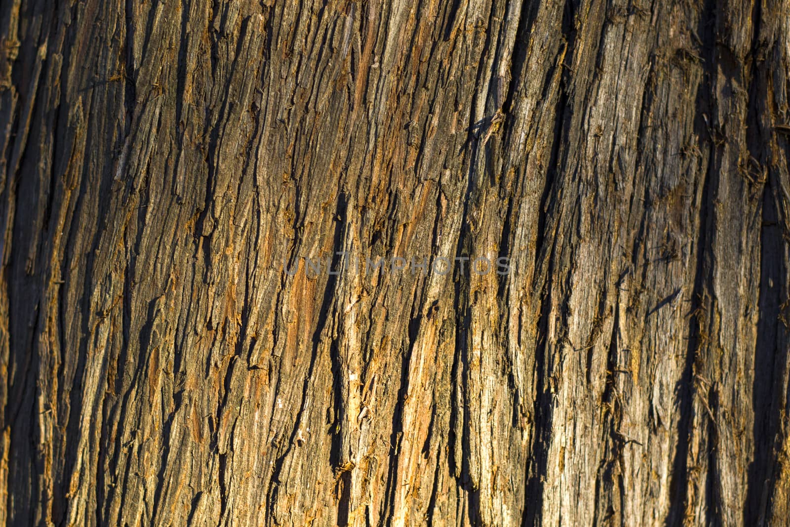 Tree bark and body background, close-up and macro of wooden material, beautiful tree background