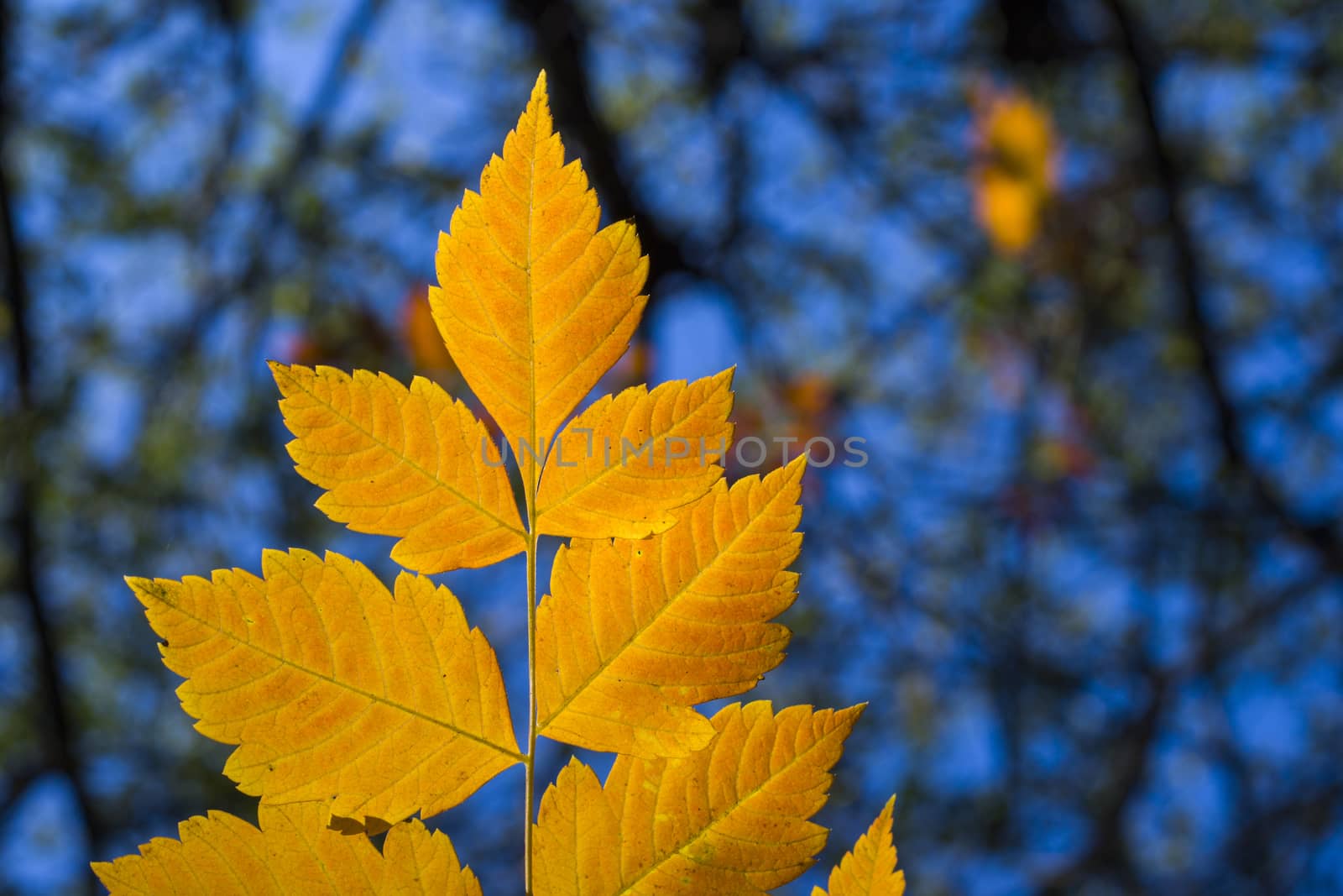 Autumn and fall yellow leave close-up, nature background, yellow color of ash-tree leave