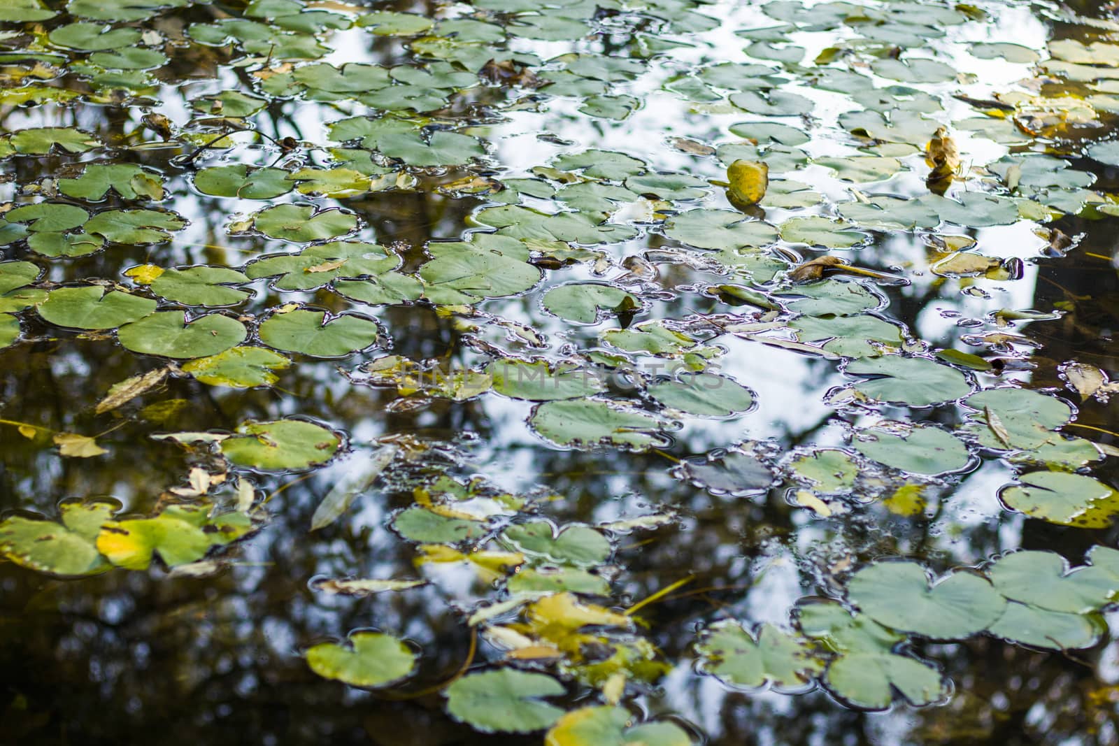 Autumn leaves and plants in the pound, water and nature background