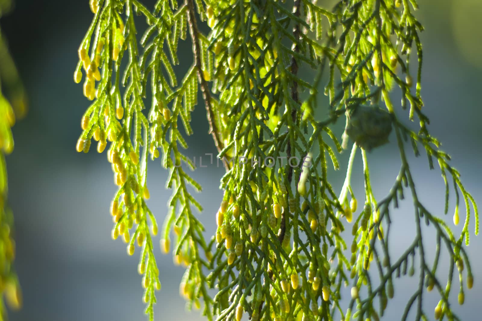 Pine tree leaves close-up and macro, green nature background, sunlight
