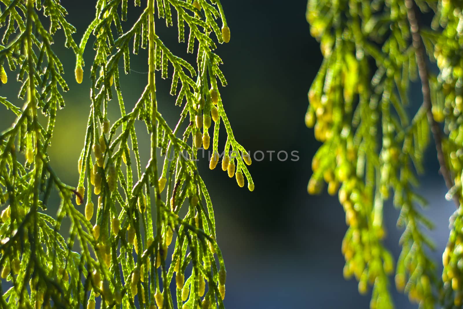 Pine tree leaves close-up and macro, green nature background, sunlight