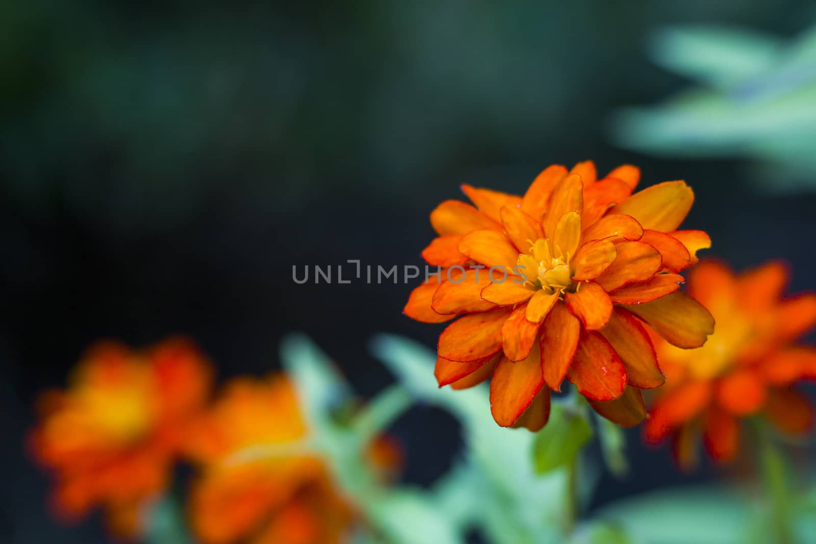 Flower head macro and close-up background at sunlight