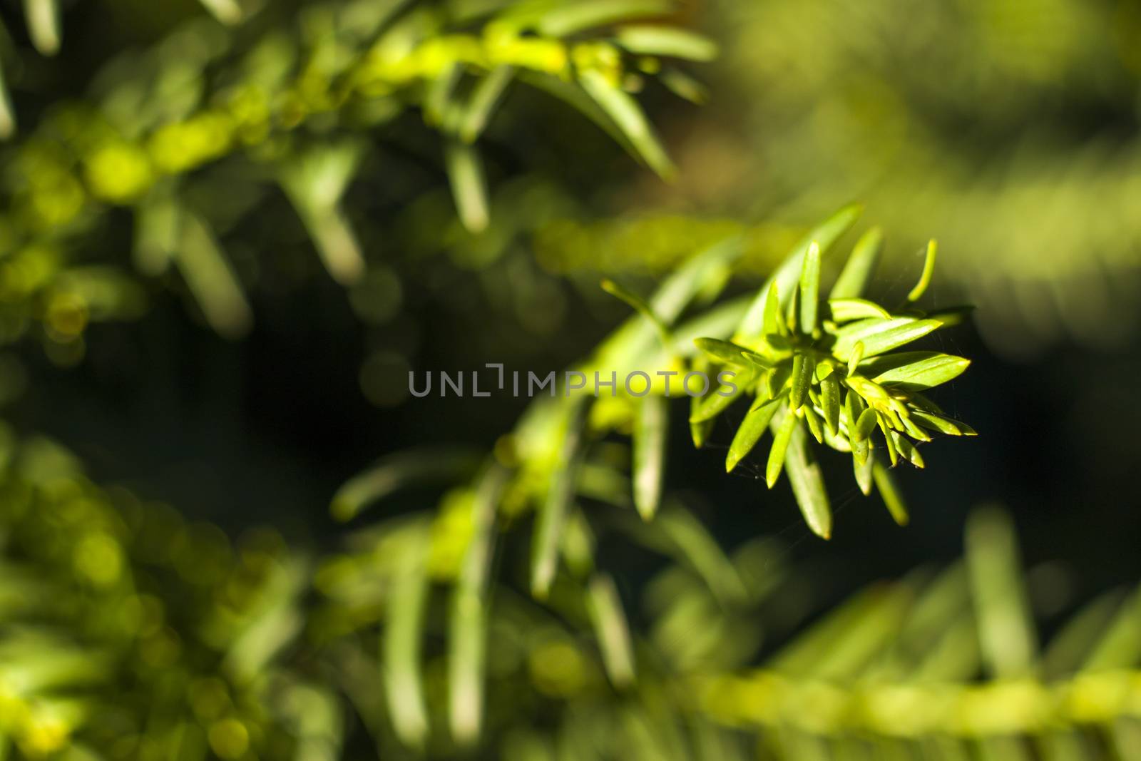 Yaw tree leaves close-up and macro, green color background, Tacus Cuspidata by Taidundua