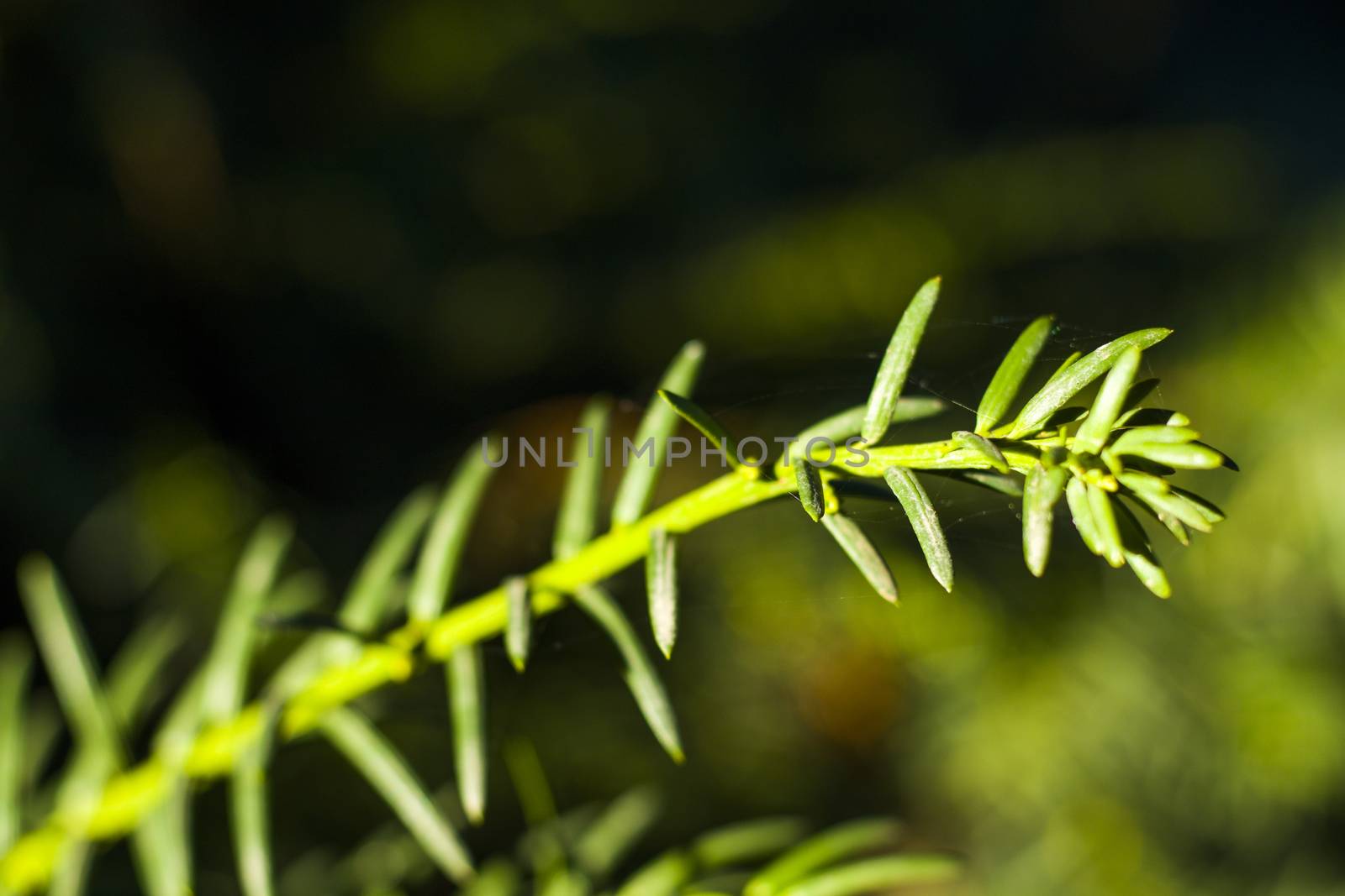 Yaw tree leaves close-up and macro, sunlight and green color background, Tacus Cuspidata