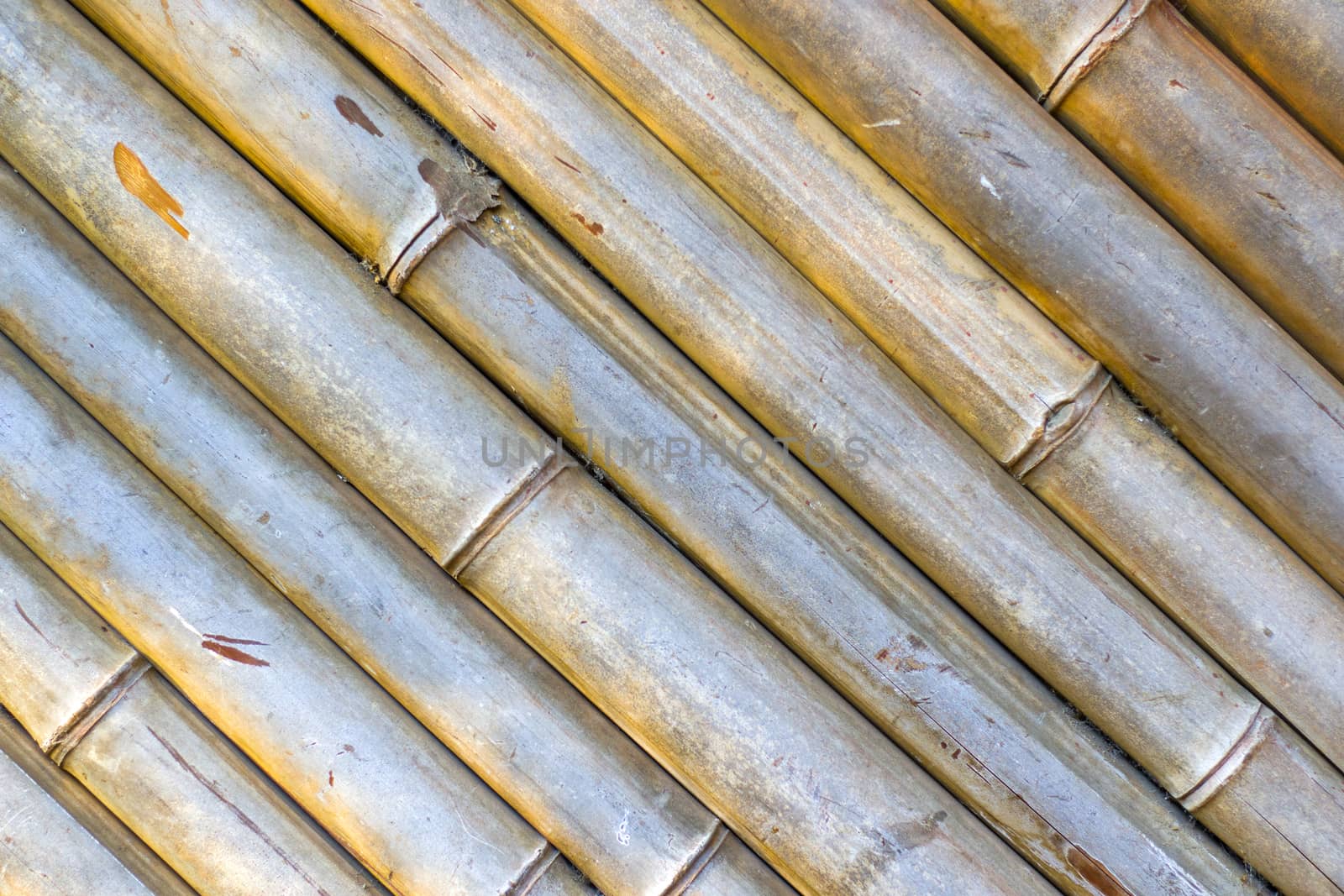 Wallpaper and background of nature, dry bamboo trees in Tbilisi botanic garden.