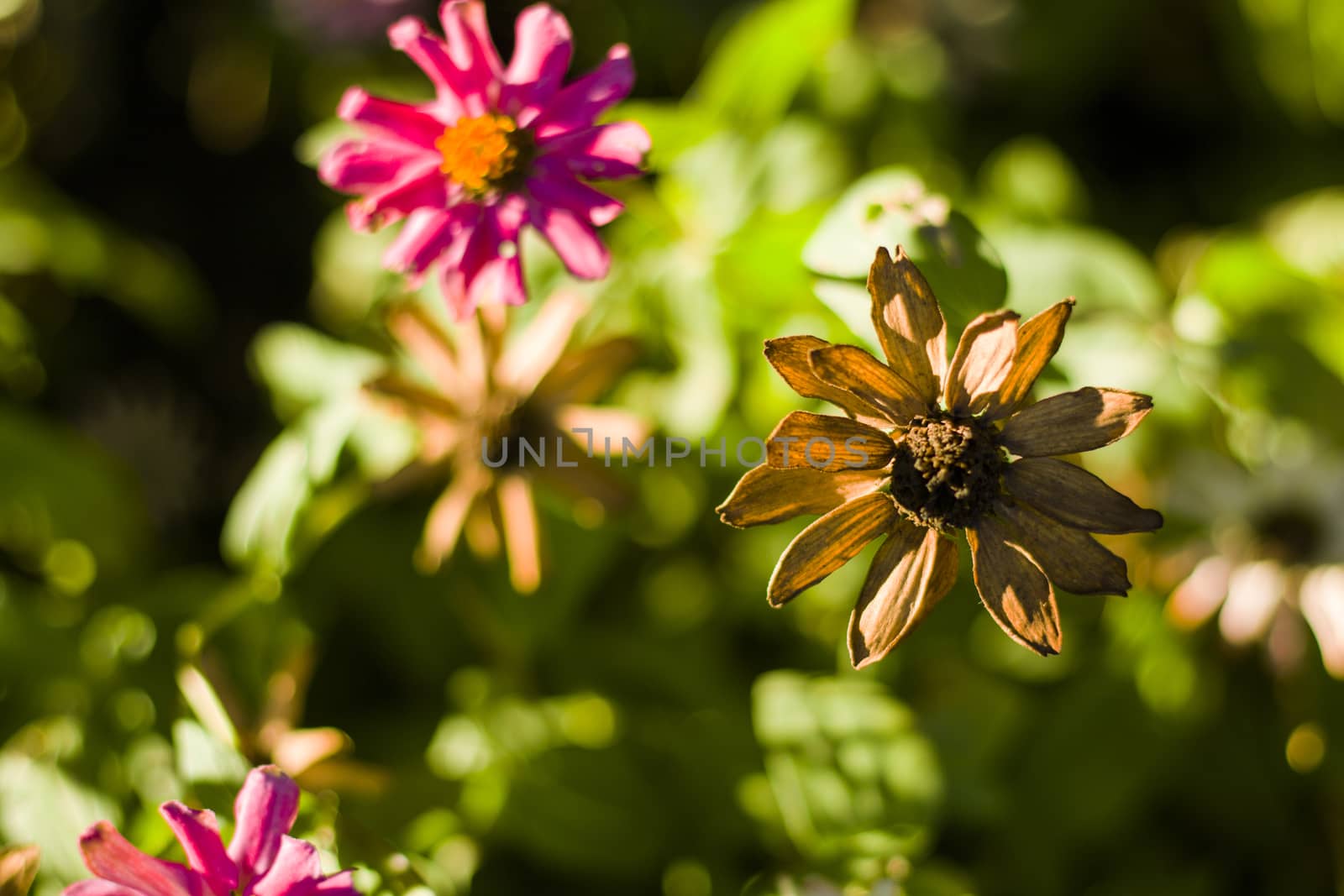 Flower head macro and close-up background at sunlight