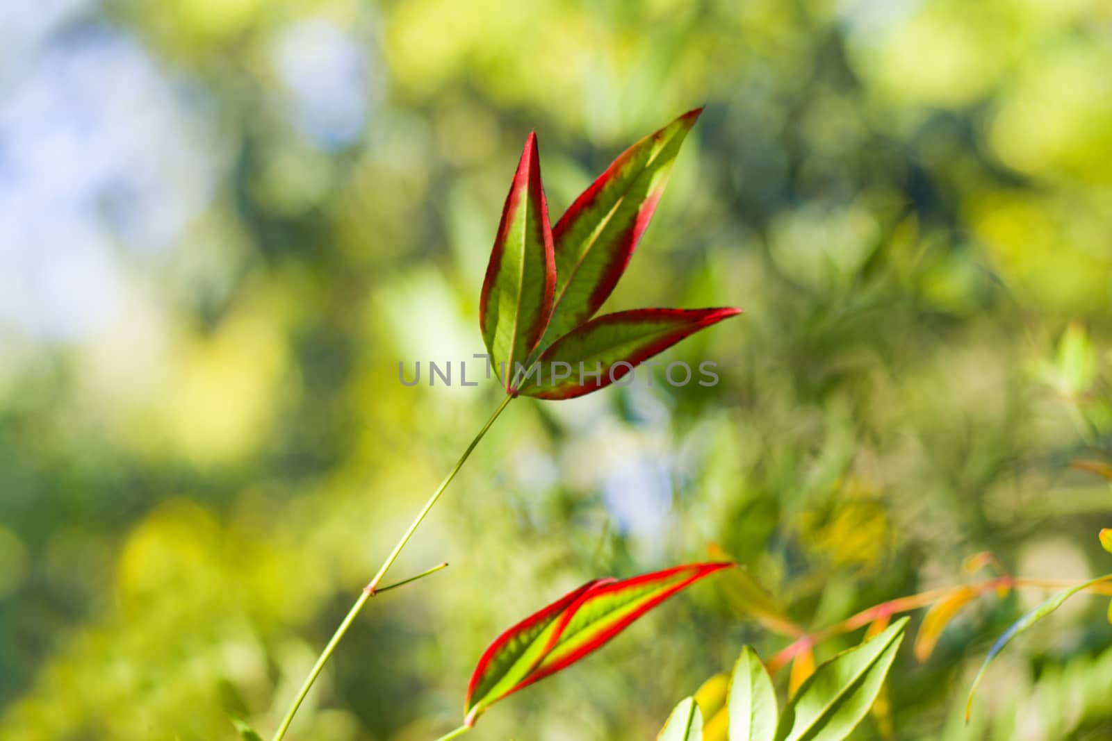 Nandina domestica leaves on the bokeh background, nature background, red and green