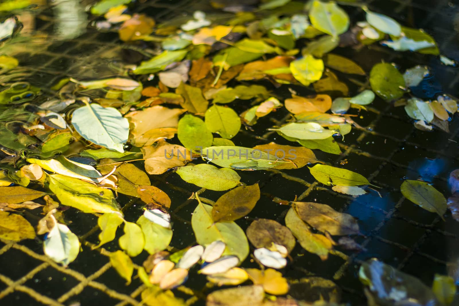 Autumn leaves and plants in the pound, water and nature background