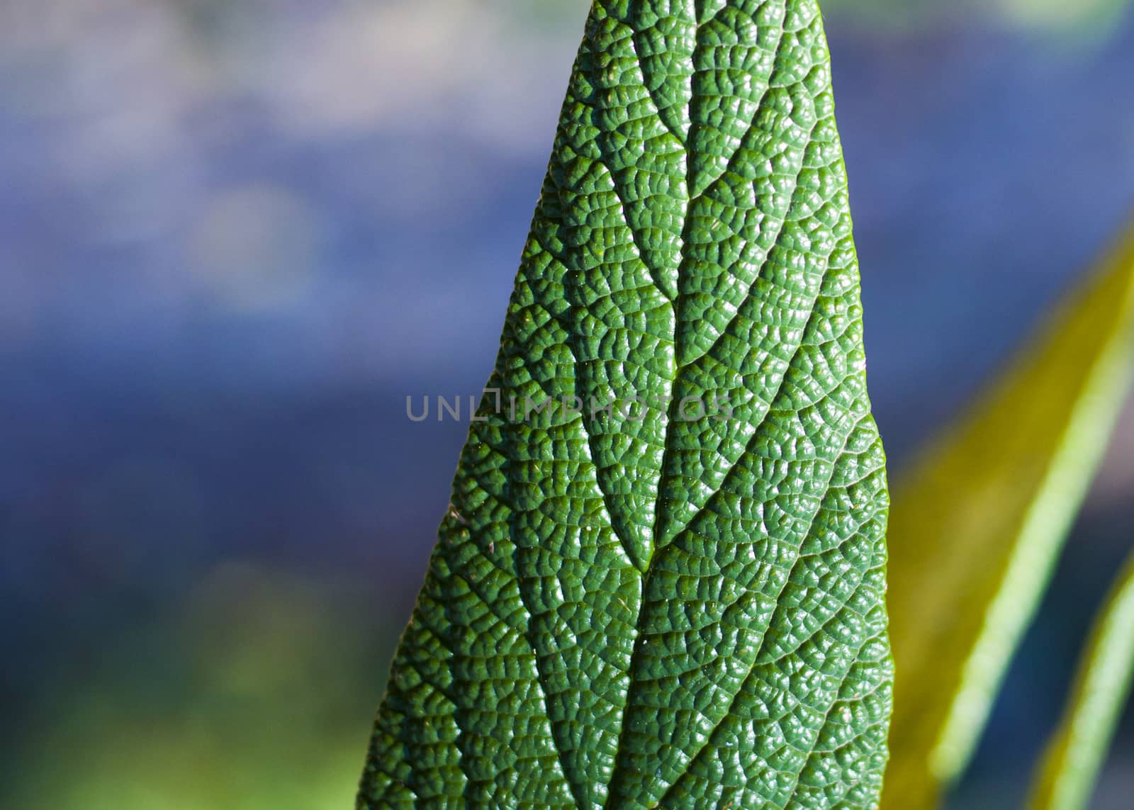 Green color leave macro and close-up during sunlight, nature background, beauty in nature