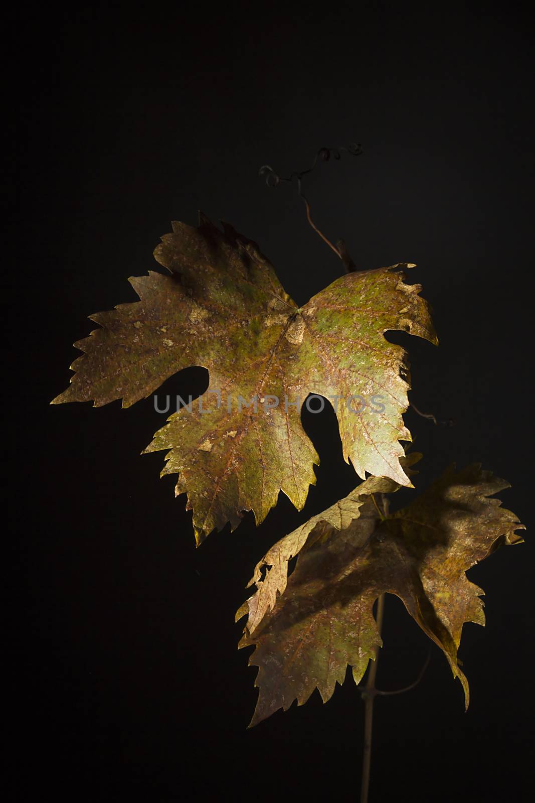 Yellowed wilted grape leaves on black background