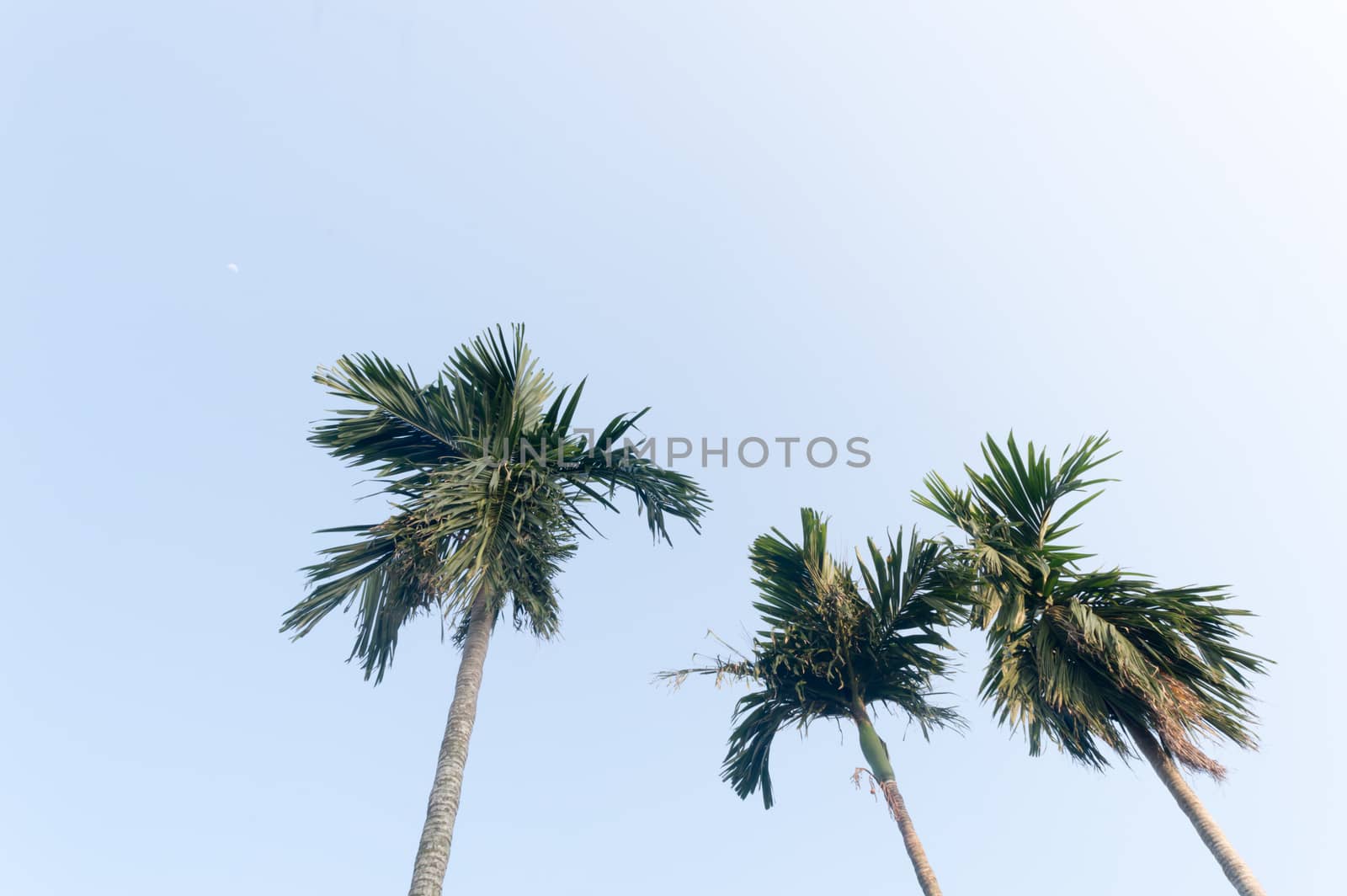 The Areca palm tree (Areca nut) against vibrant blue color sunset sky in summer illuminated by sunlight. Low angel View. Beauty in nature seasonal theme Background image. Kolkata India.