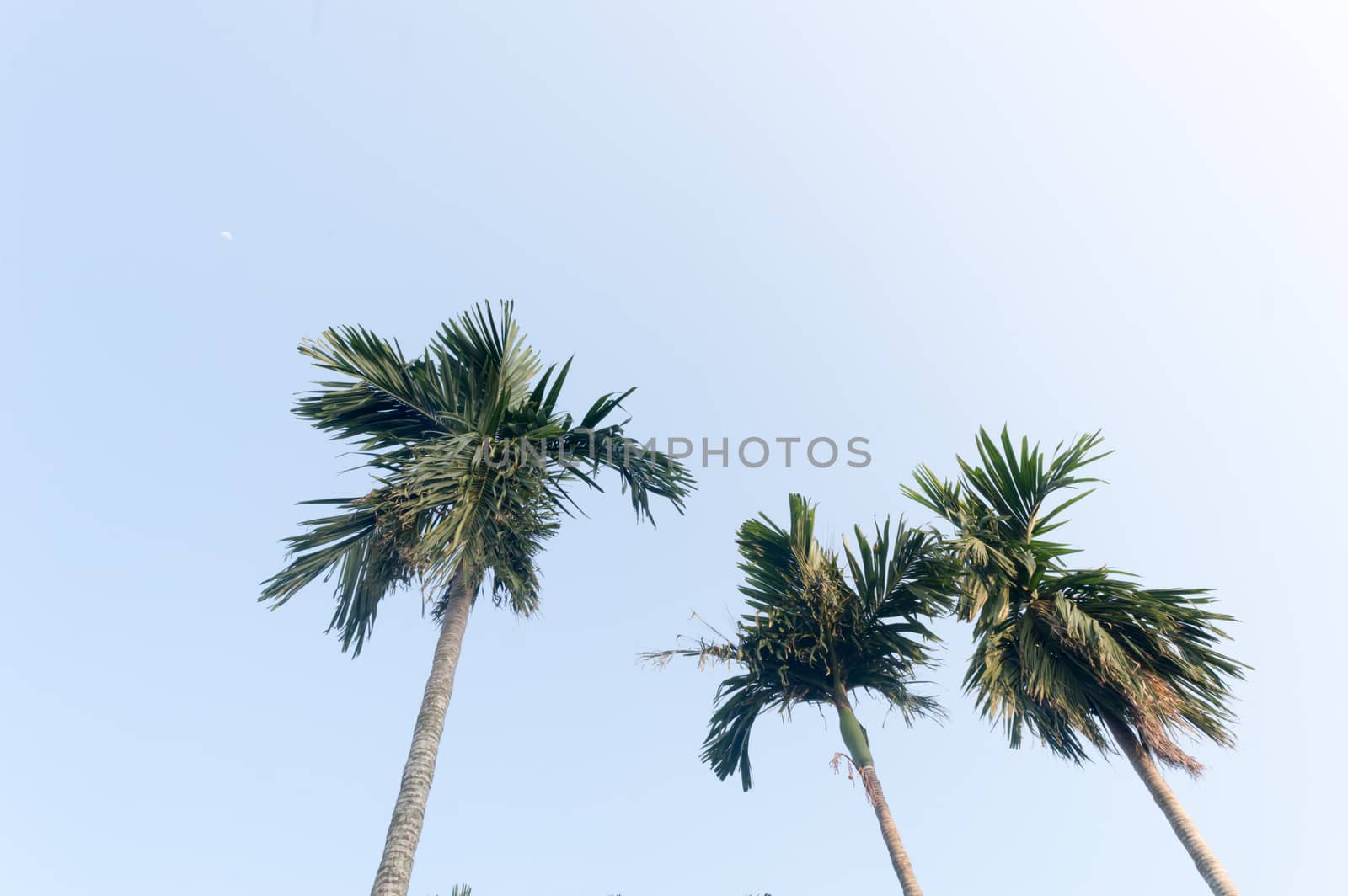 The Areca palm tree (Areca nut) against vibrant blue color sunset sky in summer illuminated by sunlight. Low angel View. Beauty in nature seasonal theme Background image. Kolkata India. by sudiptabhowmick