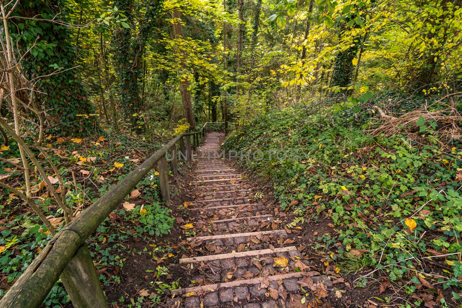 Fantastic autumn hike along the Aachtobel to the Hohenbodman observation tower near Lake Constance