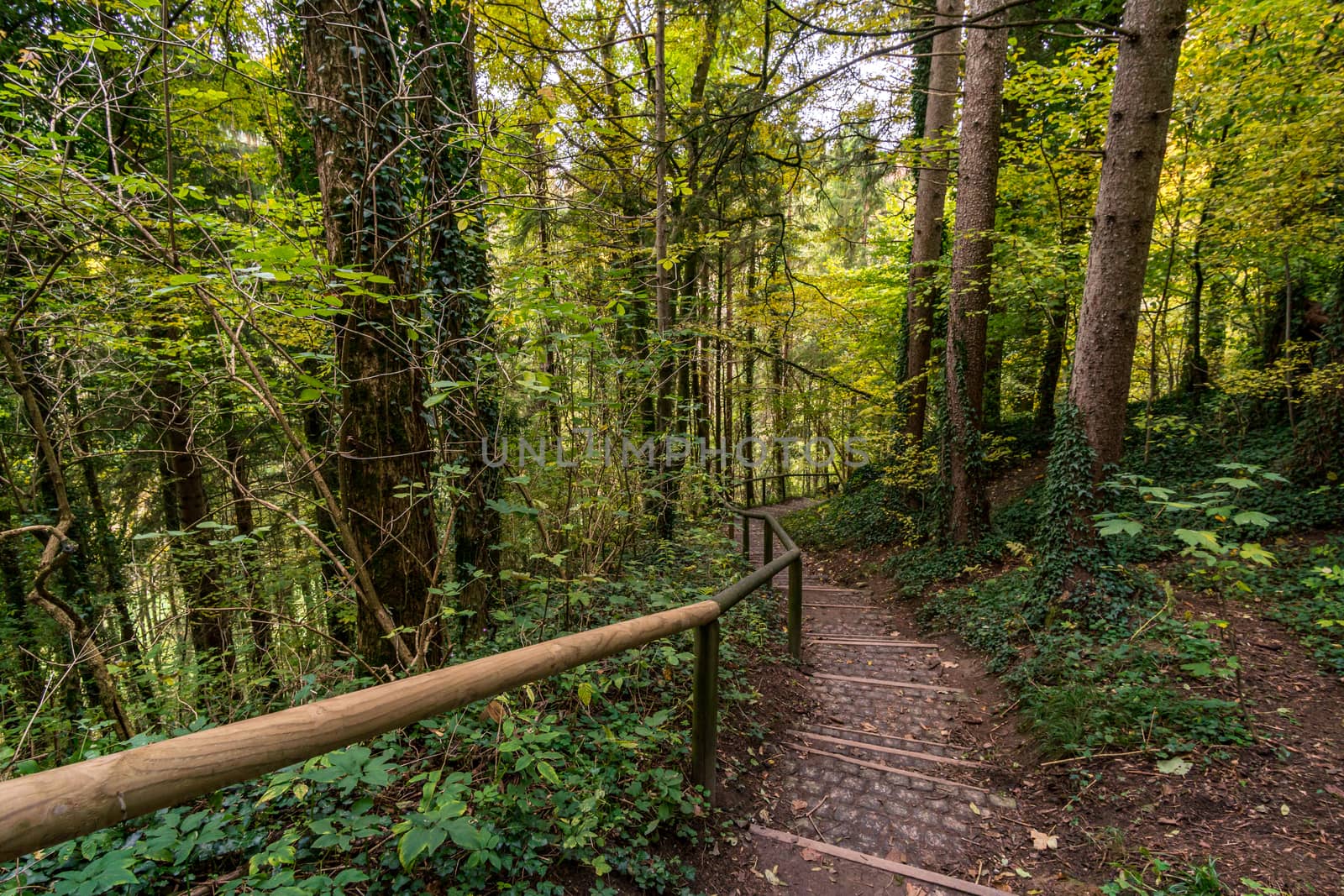 Fantastic autumn hike along the Aachtobel to the Hohenbodman observation tower by mindscapephotos