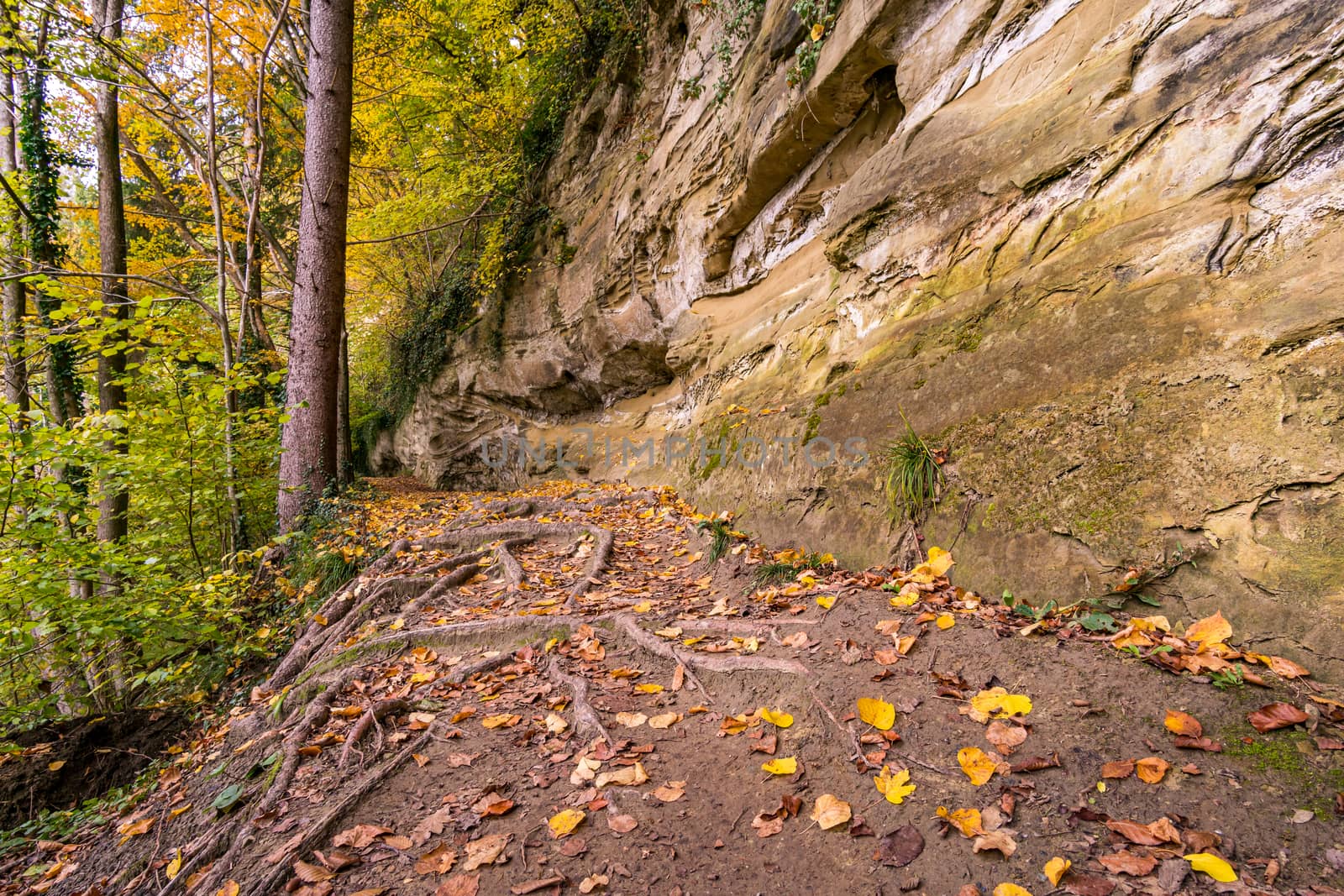 Fantastic autumn hike along the Aachtobel to the Hohenbodman observation tower near Lake Constance